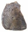 Deinosuchus Scute - Aguja Formation, Texas #50675-1